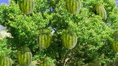 Watermelon Doesn’t Grow on Trees - By Rabbi Jonathan Gewirtz, The Observant Jew - The Jewish Link