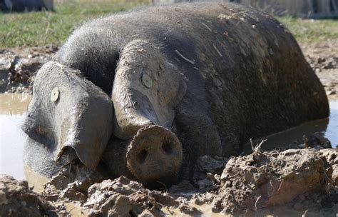 Large Black Pig - Slow Food in the UK