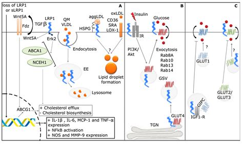 IJMS | Free Full-Text | The Role of Low-Density Lipoprotein Receptor ...