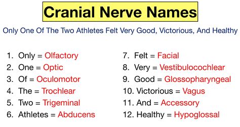 Cranial Nerves Mnemonic: Function, Labeled Names in Order, Definition — EZmed