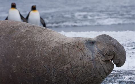 Southern Elephant Seal (Mirounga leonina) and King Penguins ...