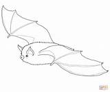 Ausmalbild Kleine Braune Fledermaus  Ausmalbilder Kostenlos Zum sketch template