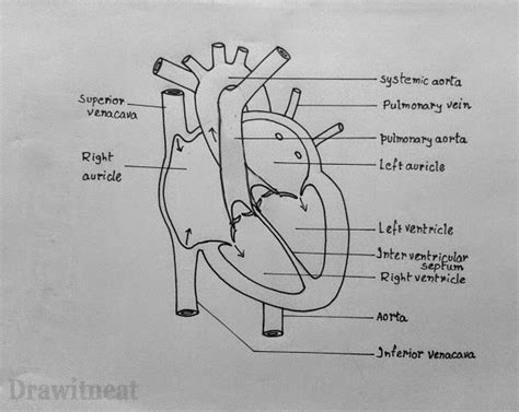 diagram of the human heart and its major vessels, labeled in black on white paper