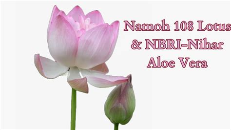 CSIR-NBRI's Triumphs, Namoh 108 Lotus & NBRI-Nihar Aloe Vera