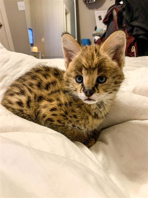 Serval kitten : r/cats