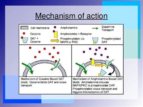 Mechanism Of Drug Action