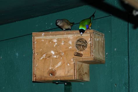 Gouldian Finch Nest Box