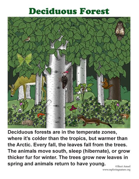 Deciduous Forest Climate Facts