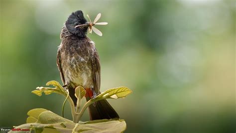 Whistling Trails: In search of Birds and Wildlife - Team-BHP