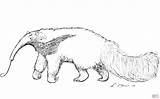 Anteater Coloring Pages Cliparts Drawing Clip Giant Clipart Colouring  sketch template