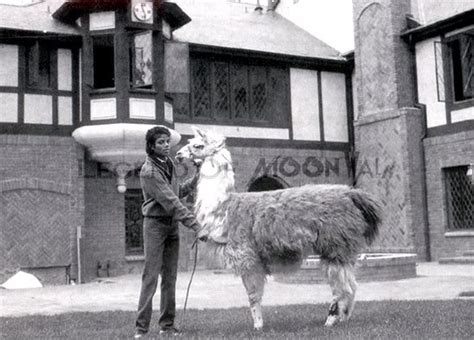 MJ and his llama ♥ - Michael Jackson Photo (29923076) - Fanpop