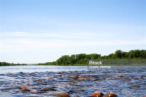 Wildlife Of The Yenisei River Stock Photo - Download Image Now - Animal, Animal Wildlife ...