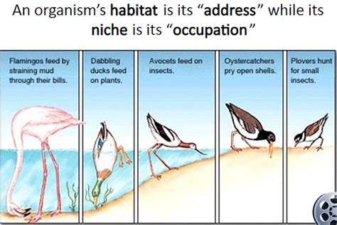 Niche - Environment Notes