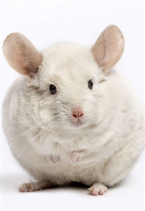 chinchilla colors | Chinchilla, Chinchilla fur, Color