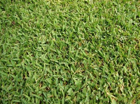 Zoysia Grass Facts, Maintenance & Comparison - ProGardenTips