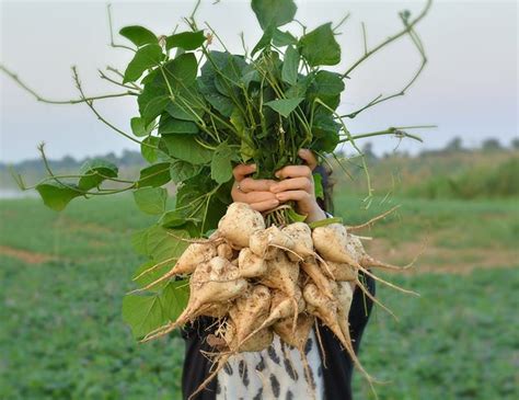 Jicama Plant: Varieties, Growing Guide, Care, Problems, and Harvest ...