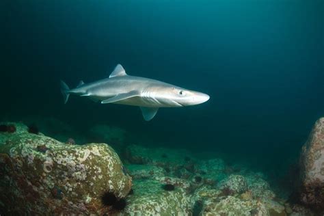 Spiny Dogfish - A-Z Animals