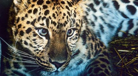 Top 10 facts about Amur Leopards | WWF