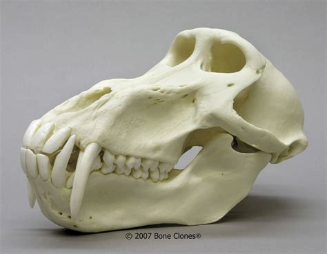 Male Chacma Baboon Skull - Bone Clones, Inc. - Osteological Reproductions