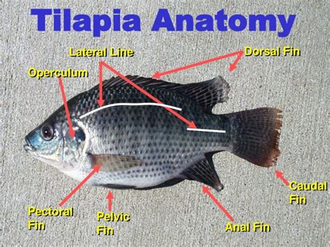 Tilapia Fish: Characteristics, types, breeding and more....