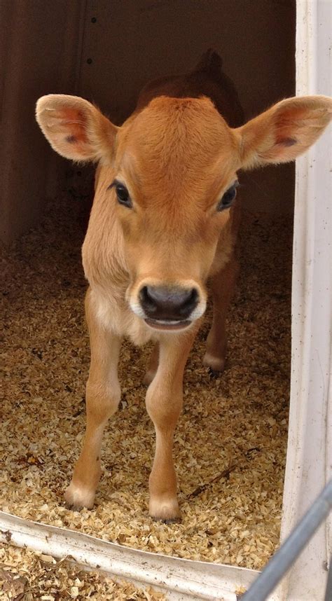 if i ever live in the country, i am getting one of these beautiful cows ...