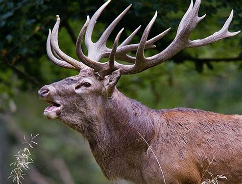 Zombie Deer Disease case documented in Texas Hill Country | Flipboard