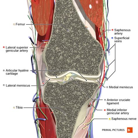 Diagram Of Knee Ligaments And Tendons