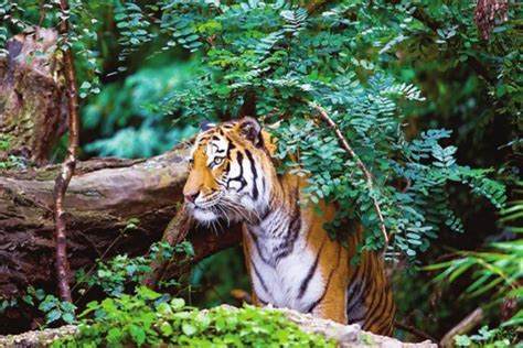 Damage to tiger conservation - The Statesman