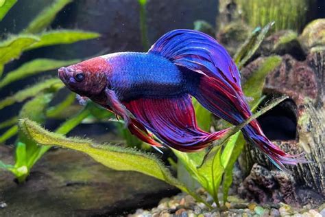 Ich In Betta Fish: Symptoms, Causes, And Treatments