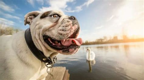 Proper Bulldog Puppy Feeding: The Ultimate Guide! - The Great Pets