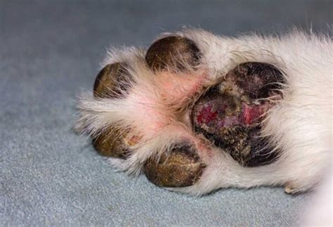 How to Treat a Dog Paw Infection at Home? - PatchPuppy.com