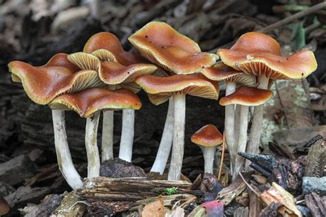 3 Little Known, Ultra Powerful Psilocybin Mushrooms – Jah's Pharma