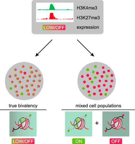 Bivalent domains and heterogeneity. Two scenarios could potentially... | Download Scientific Diagram