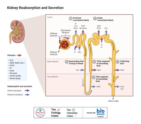 Selective Reabsorption- Definition, Parts, Process, Diagram