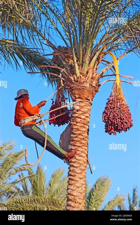 Harvesting tropical fruit hi-res stock photography and images - Alamy