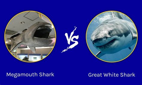 Megamouth Shark vs Great White Shark: What Are The Differences? - A-Z ...