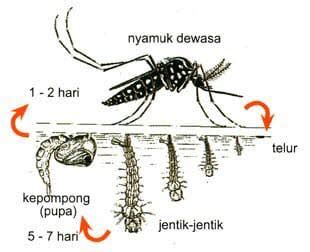 jentik jentik in english - LarrytaroCunningham