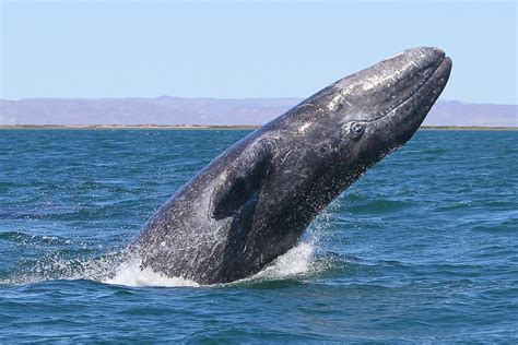 19 Gray Whale Migration Facts - Facts.net