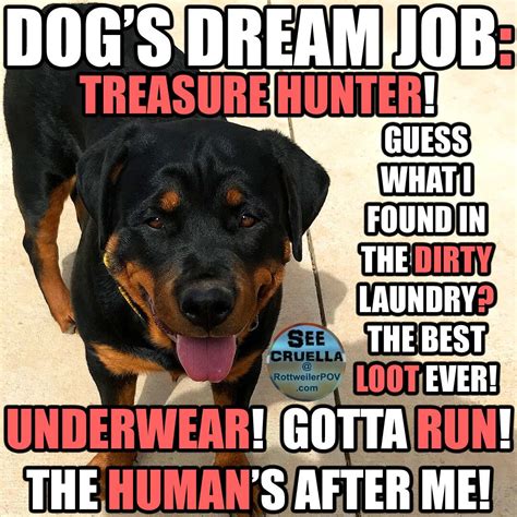 Funny Rottweiler Memes and Pictures | Funny dogs, Rottweiler, Dog memes