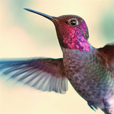 A List of Hummingbird Species (A-Z)