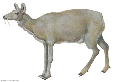 Musk deer | Size, Diet, Habitat, & Facts | Britannica