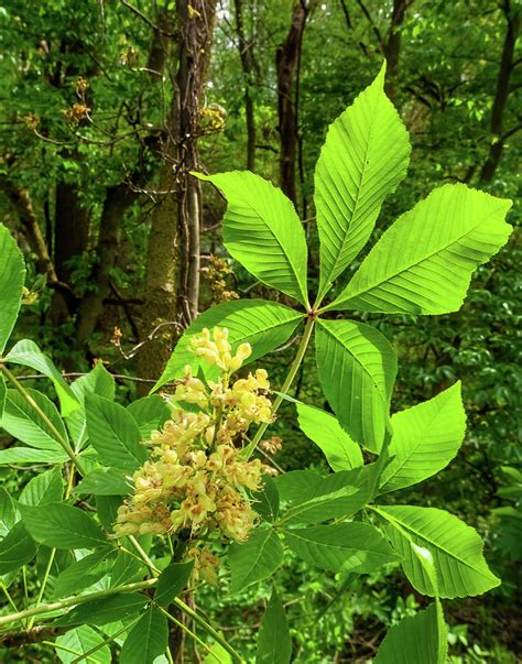 Buckeye Photograph by Jerry Lohman - Fine Art America