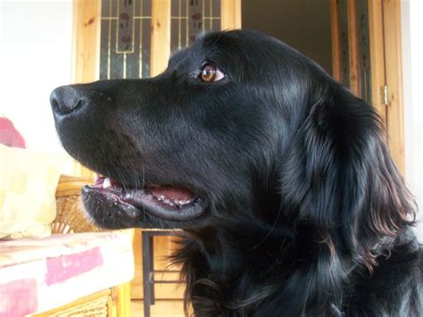 Black Golden Retriever Mix | handsomedogs Benson Jutton a two year old Black Labrador x | Good ...