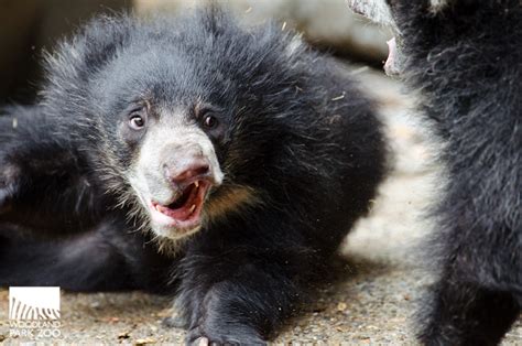 Woodland Park Zoo Blog: Checking in with the sloth bear cubs