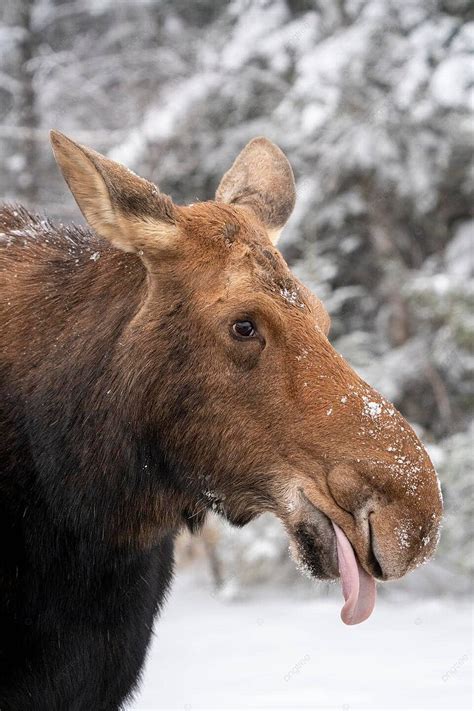 Winter Moose Manitoba Moose Manitoba Park Photo Background And Picture ...