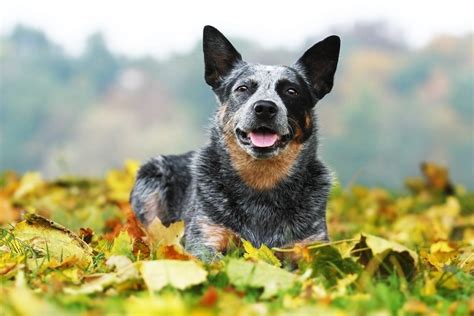 8 Things You Didn't Know About Australian Cattle Dogs | The Dog People ...