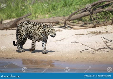 Jaguar on a River Bank in Natural Habitat Stock Image - Image of ...