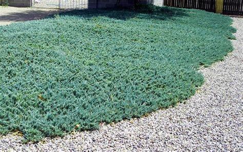 Blue Rug (Spreading) Juniper Best Prices | BuyEvergreenShrubs.com