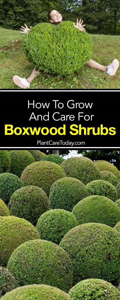 Japanese Boxwood Care: How To Grow Boxwoods