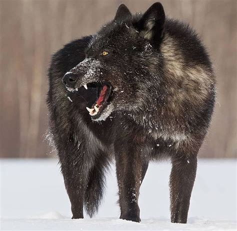 Black wolves 🐺 One of the most beautiful creatures on earth ...